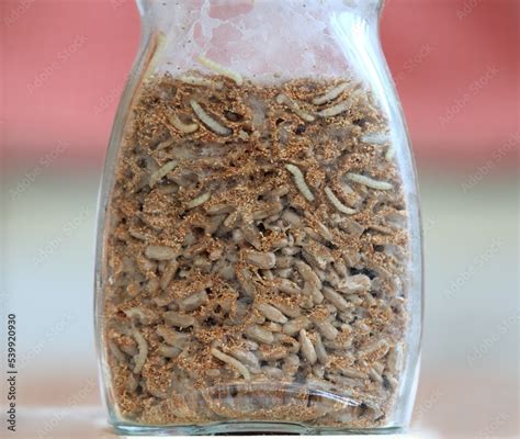 Glass with sunflower seeds full of Indianmeal moth larvae, Plodia interpunctella. Also known as ...