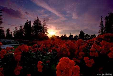 Roses at Sunset | Rose Garden at Sunset. © 2009 Jay Tankersl… | Flickr