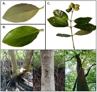 Morphological characteristics of Avicennia marina: A. Leaf abaxial... | Download Scientific Diagram