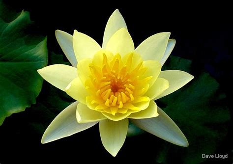 "Yellow Lotus" by Dave Lloyd | Redbubble