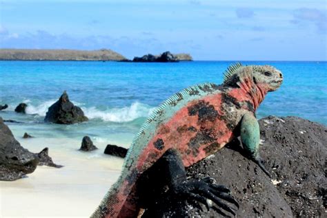 17 Incredible Galapagos Animals to Spot During Your Vacation ...