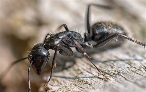 Five No-Sweat Ant Prevention Tips For Merrimac, MA Homeowners | Freedom Pest Control