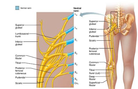 Sacral Plexus Diagram | Quizlet