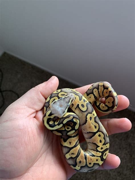 Ball python feeding issue - Ball Pythons - MorphMarket Reptile Community