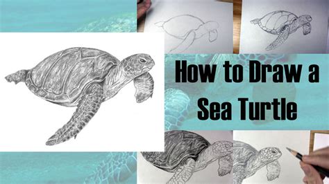 How to Draw a Sea Turtle Step by Step - Let's Draw Today