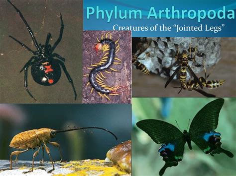 Phylum Arthropoda Part 2 Youtube - Riset