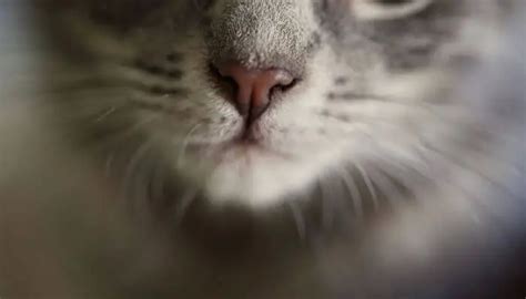 Cat Boogers: Feline Nasal Disharge & Black Stuff On Your Cat's Nose 101 - Tuxedo Cat
