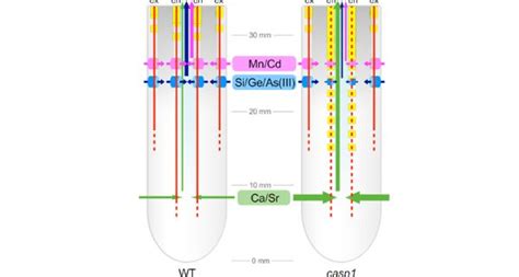 Casparian Strip Formation in Rice | Plantae