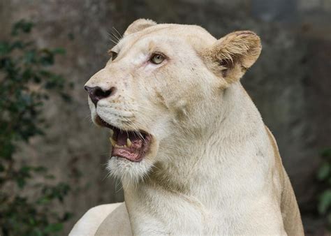 Leucism is the cause of white coloration in lions, not albinism.