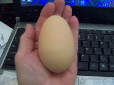 What chicken breed lays the biggest egg? | Egg laying chickens, Chicken breeds, Largest chicken ...