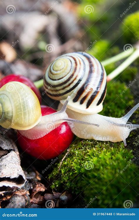 Helix Pomatia Edible Snails in Forest Stock Photo - Image of brown, move: 31967448