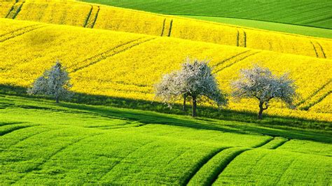 Summer Serenity: HD Wallpaper of Green Fields and Yellow Flowers