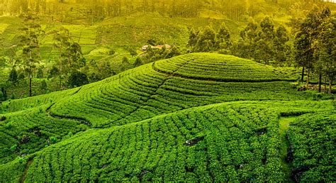 HD wallpaper: the sky, mountains, tea, plantation | Wallpaper Flare