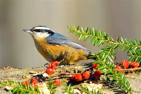 Top 20 Backyard Birds in Maine (Free Picture ID Printable) - Bird Advisors