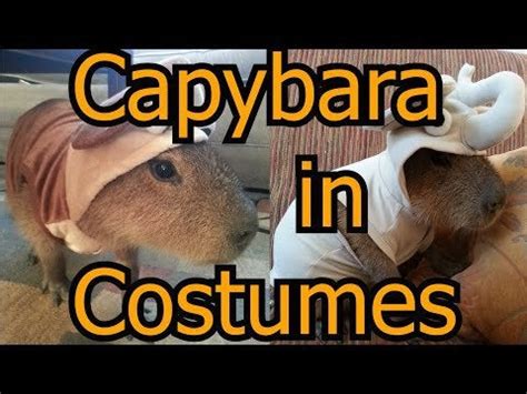 Capybara in Costumes! Cappy Halloween! : capybara