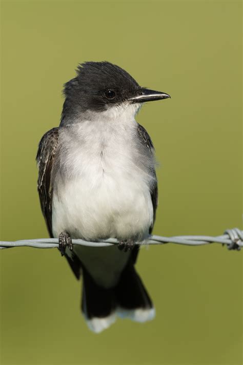 Bird On A Wire – Birds Of Ontario