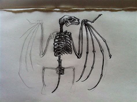 Bat Skeleton Drawing at PaintingValley.com | Explore collection of Bat ...