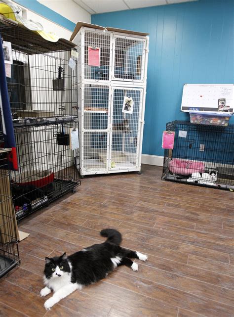 After 20 years, Paws of Plainville to close cat shelter | Local News ...