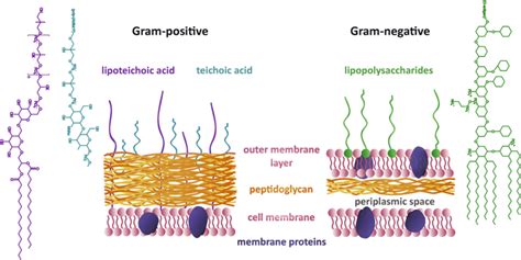 Gram Positive Vs Gram Negative Bacteria Art Print | stickhealthcare.co.uk