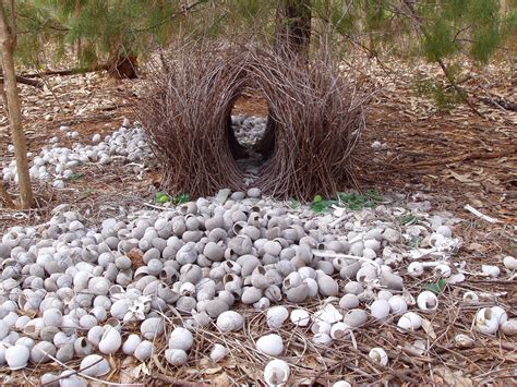 bower bird nest | this bird's decorated his nest with white,… | Flickr