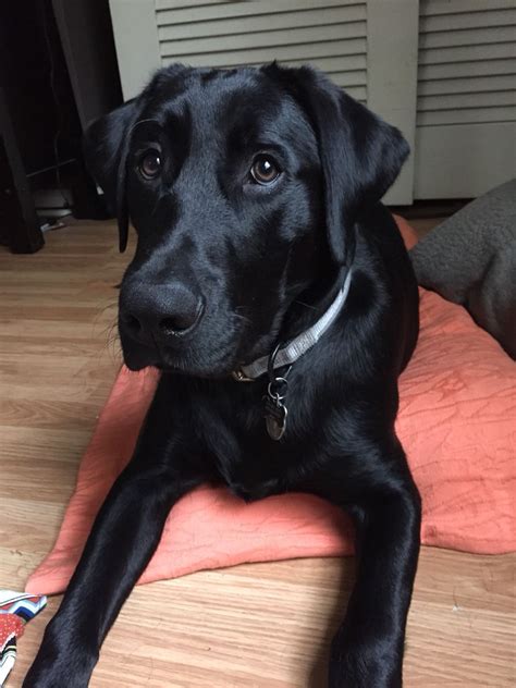 Black lab puppy. 6 month old lab | Black labrador retriever, Black puppy, Black lab puppies