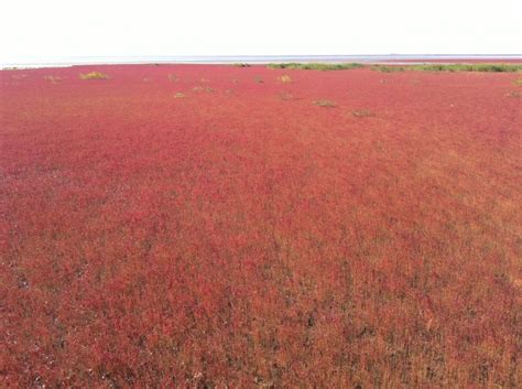 Free Images : water, field, prairie, flower, soil, plain, holidays ...