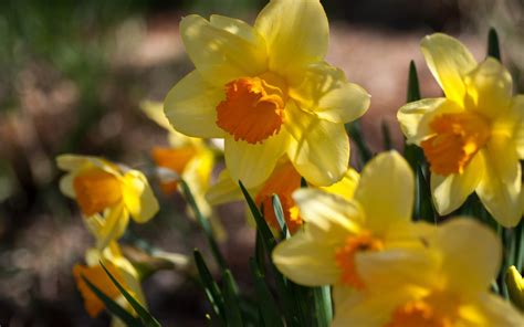 Flowers Daffodils Yellow Spring Sunny wallpaper | 1920x1200 | #22959