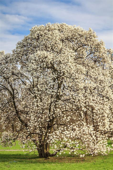 White Magnolia Tree in Full Bloom Photograph by Joni Eskridge - Pixels