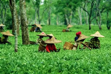 Tea Garden Workers Protest In Dibrugarh Over Denial Of Caste Certificates