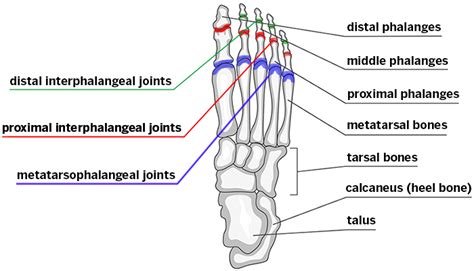 Interphalangeal Joints