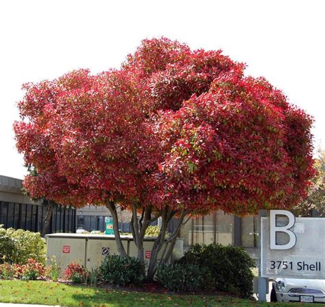 PlantFiles Pictures: Red-Tipped Photinia, Fraser Photinia (Photinia x fraseri) 26 by twomacs ...