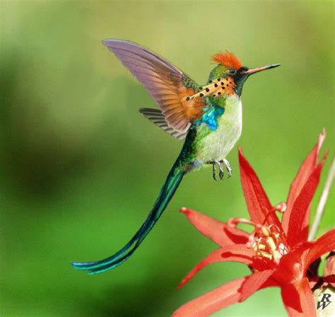 The 37 Most Spectacular Hummingbirds! | FallinPets