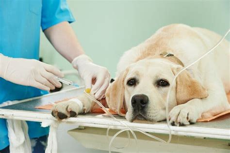 What Every Dog Owner Should Know About Kidney Disease in Dogs - Canine ...