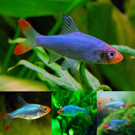 Aquarium Central -Tetra - Burmese Rummy Nose Tetra (Sawbwa Resplendens ...