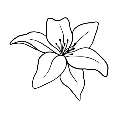 Outline flower of lily on white background. vector illustartion ...