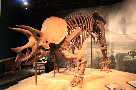 Tricerotops | Taken at the Minnesota Science Museum: Dinosau… | Flickr