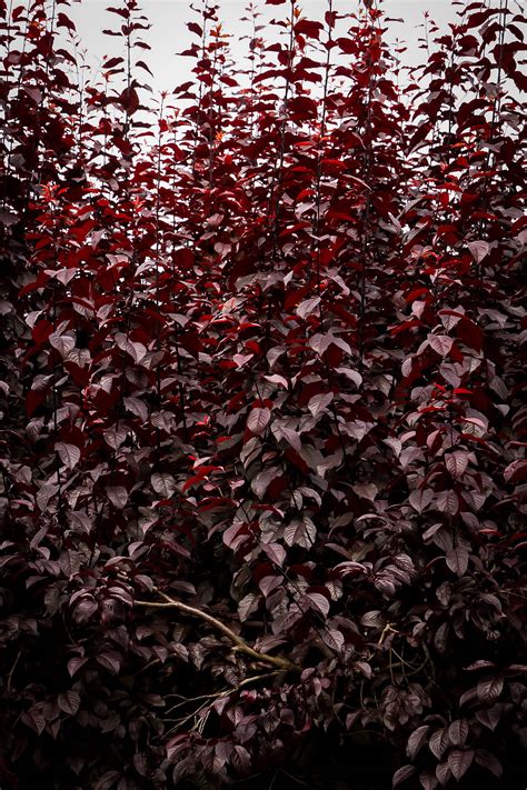 Krauter Vesuvius Purple Leaf Plum Trees For Sale | The Tree Center