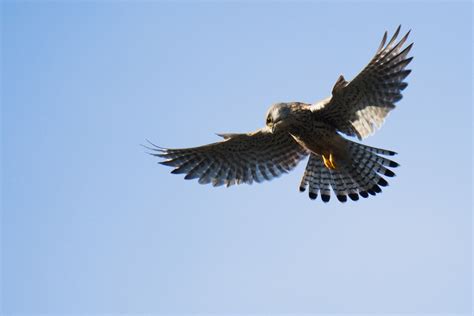 Common kestrel in flight : r/birding