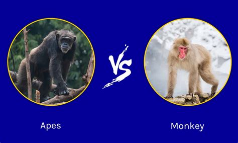 Apes vs Monkeys: Same Or Different? - A-Z Animals