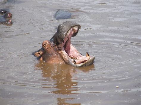 "Hippo Teeth" by susannamike | Redbubble