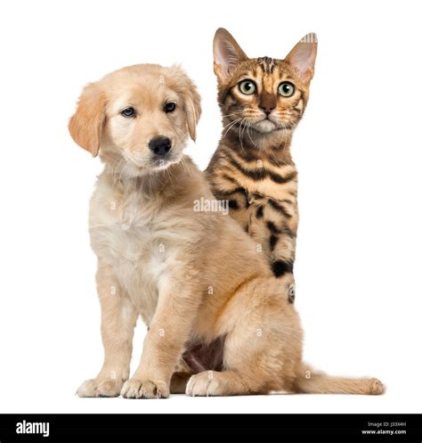 Dog and cat sitting, isolated on white Stock Photo - Alamy