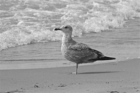 Seagull Beach Black and White Photograph by Marlin and Laura Hum - Fine ...