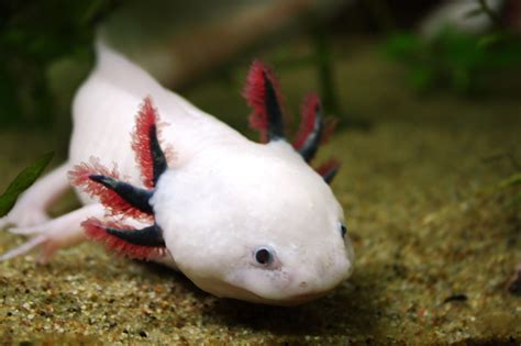 Are blue axolotl real? - Rankiing Wiki : Facts, Films, Séries, Animes Streaming & entertainment