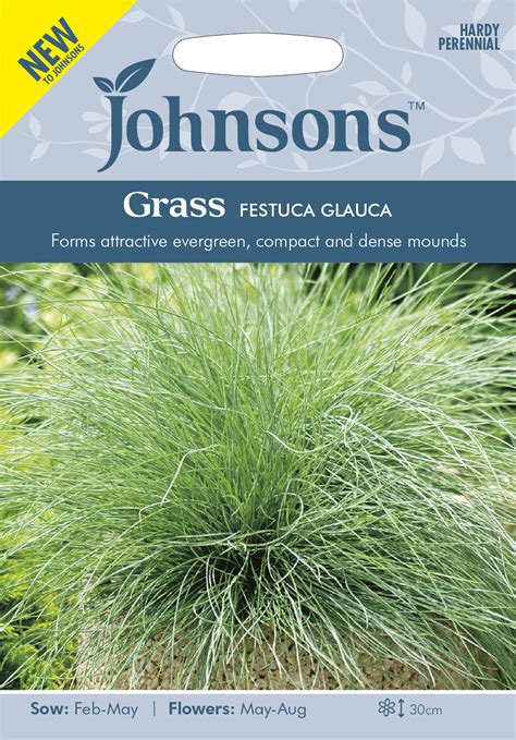 Grass Festuca glauca – Johnsons Seeds