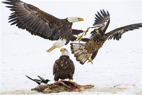 Nearly half of US bald eagles suffer lead poisoning | AP News