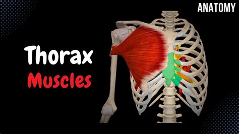 Muscles of the Thorax (Origin, Insertion, Function) - YouTube