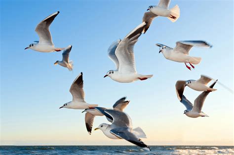 White Seagulls Near Water · Free Stock Photo