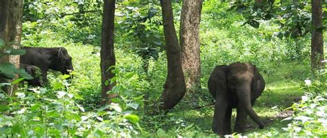 Wayanad Wildlife Sanctuary is an animal sanctuary in Wayanad, Kerala, south India. It is on the ...