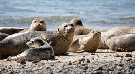 Pacific Harbor Seal | The Marine Mammal Center