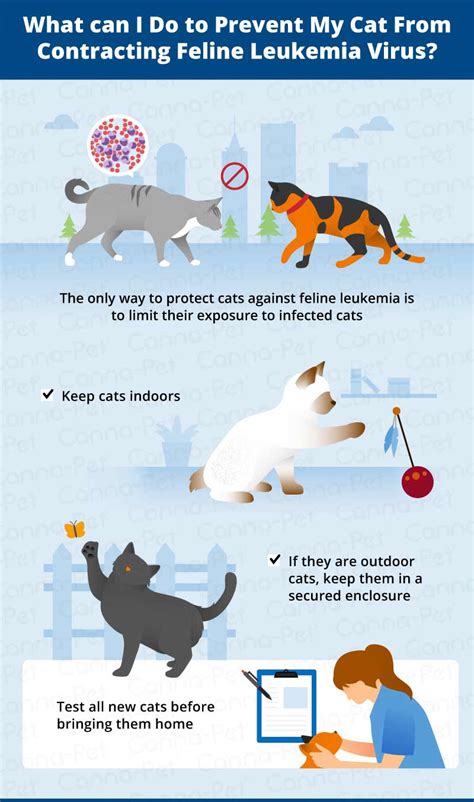 Cat Leukemia: Causes, Signs, & Treatment | Canna-Pet